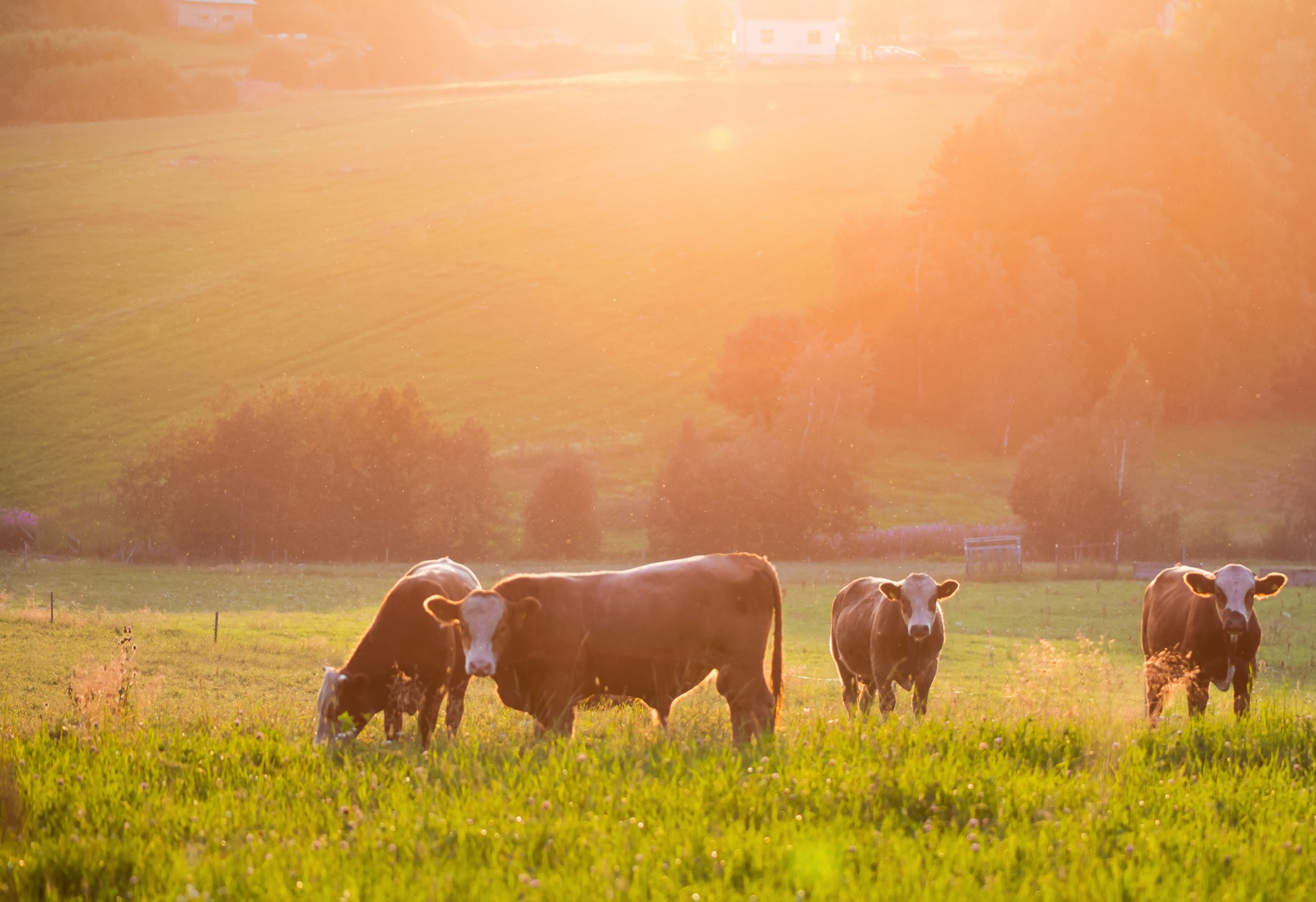 pasture