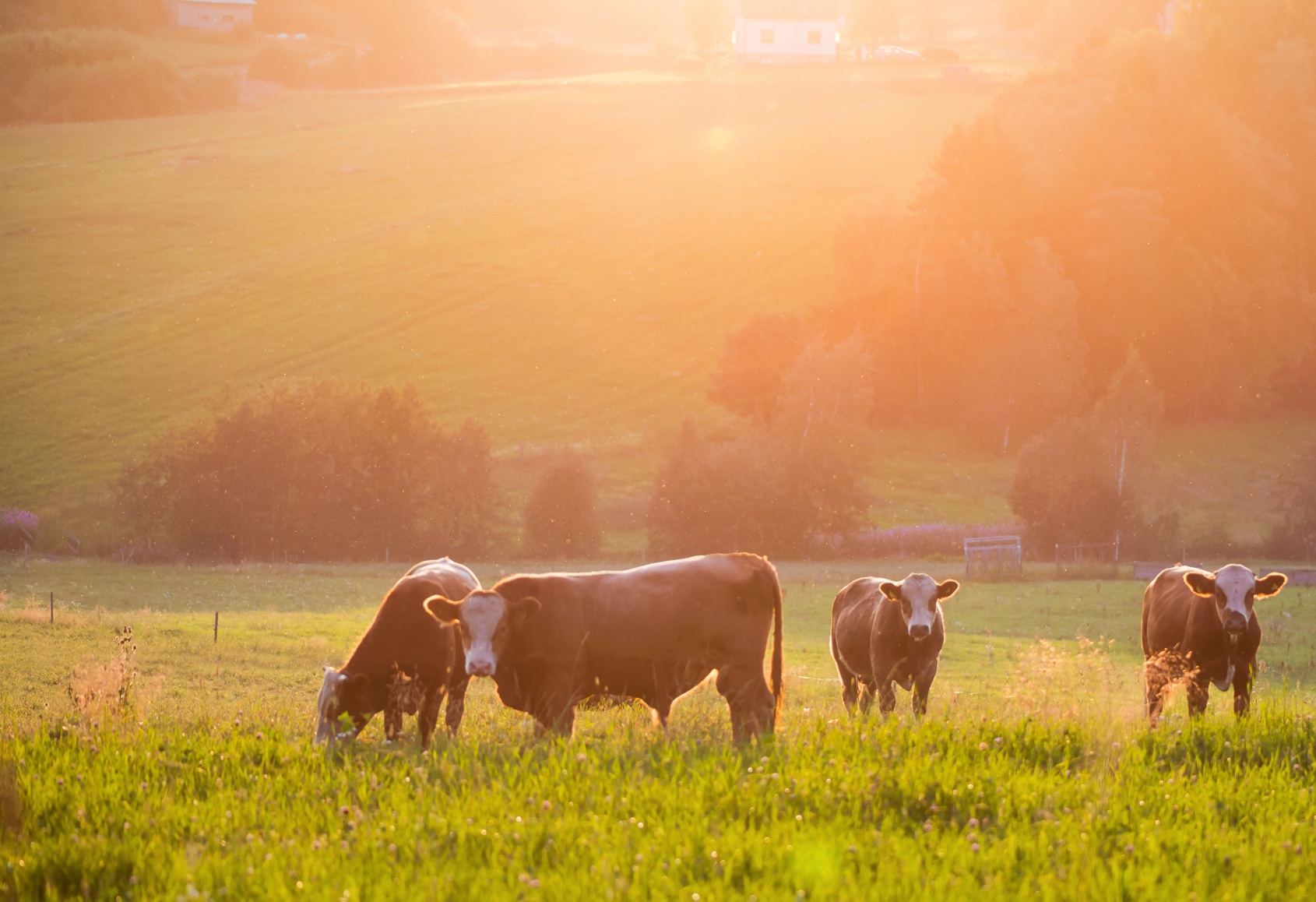 cattle on pasture