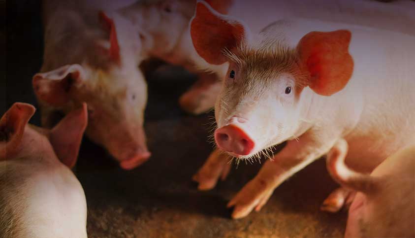piglets