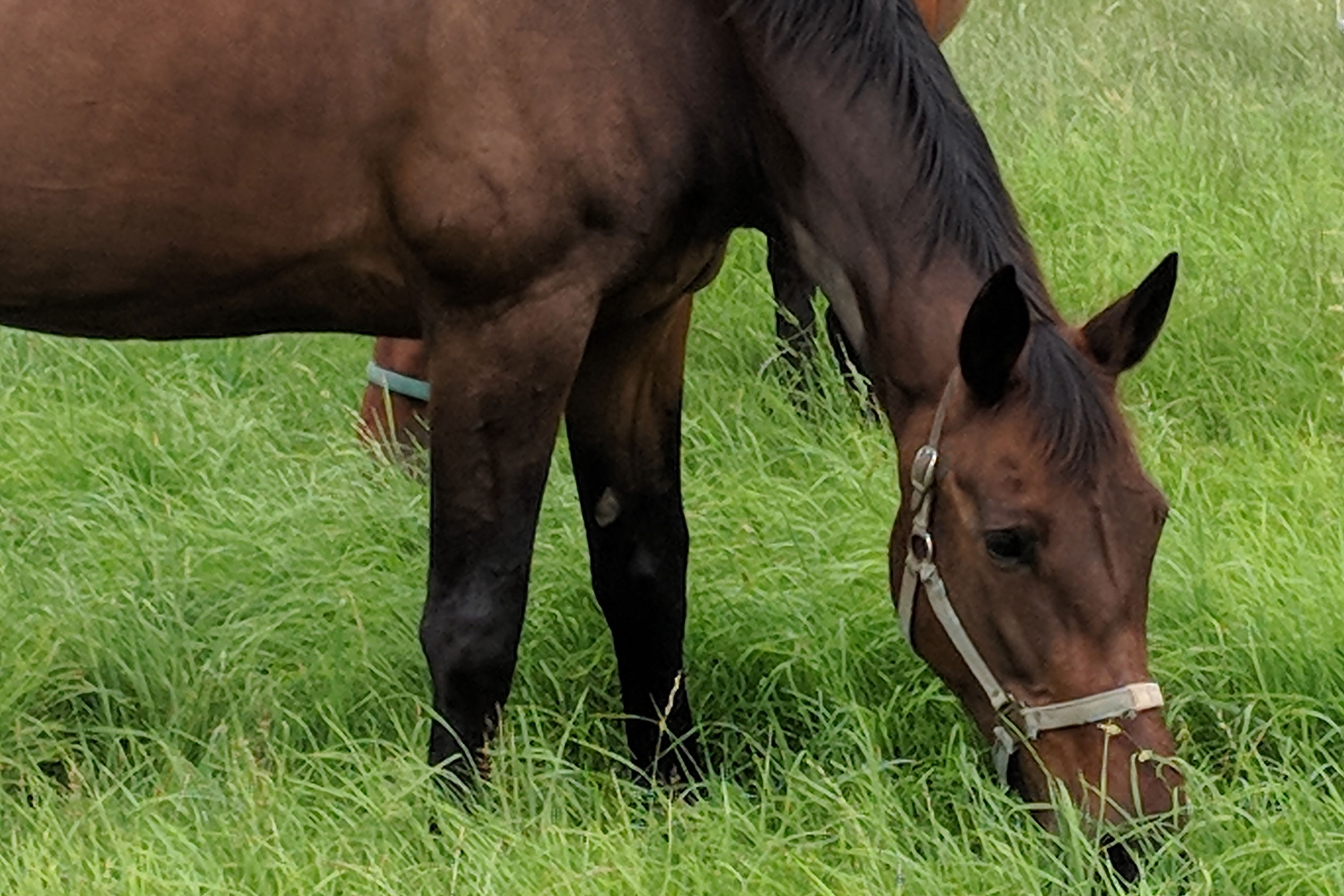 horses